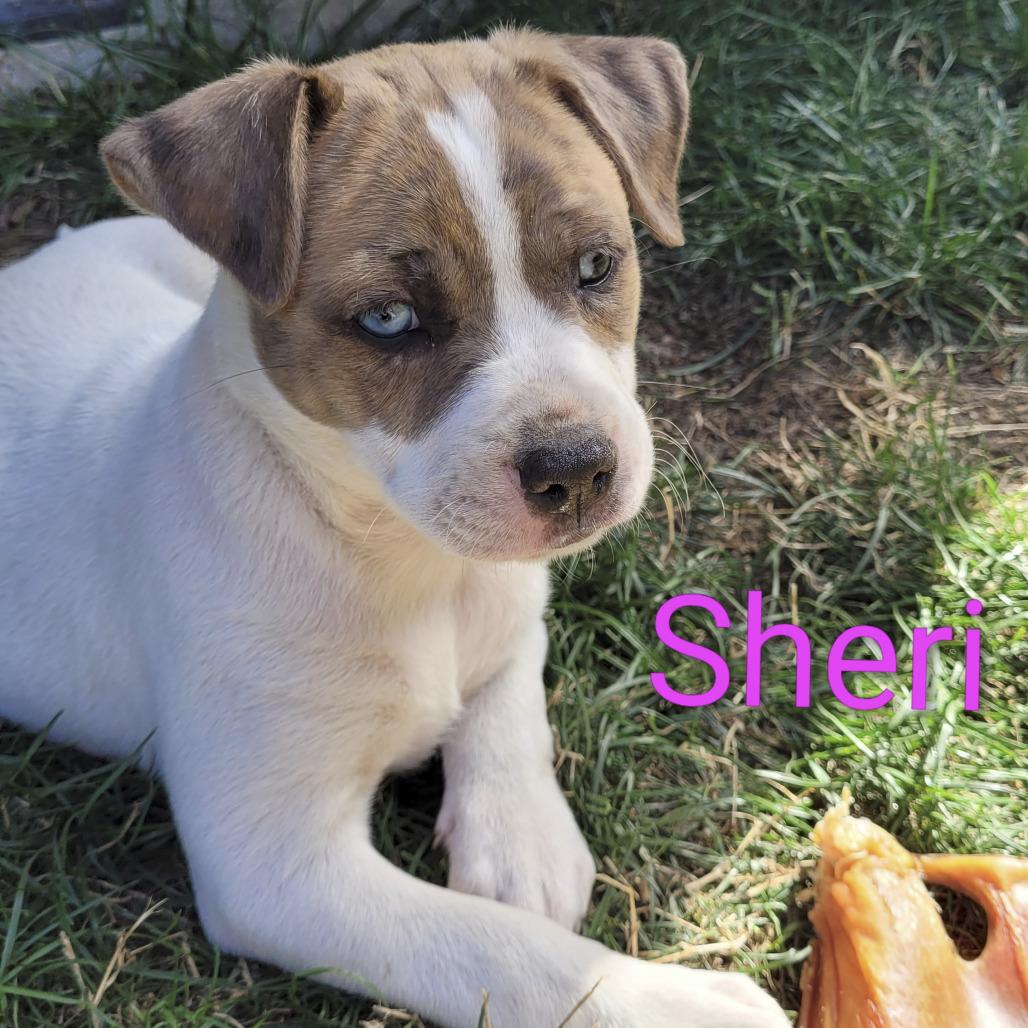 Sheri, a Adoptable mixed breed in Allyn, WA image 2/2