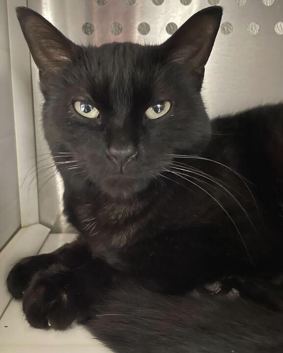 Mooney, adoptable, Adult Male Domestic Short Hair.