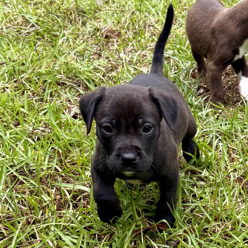 Dopey, Adoptable, Puppy Female Labrador Retriever & Mixed Breed.