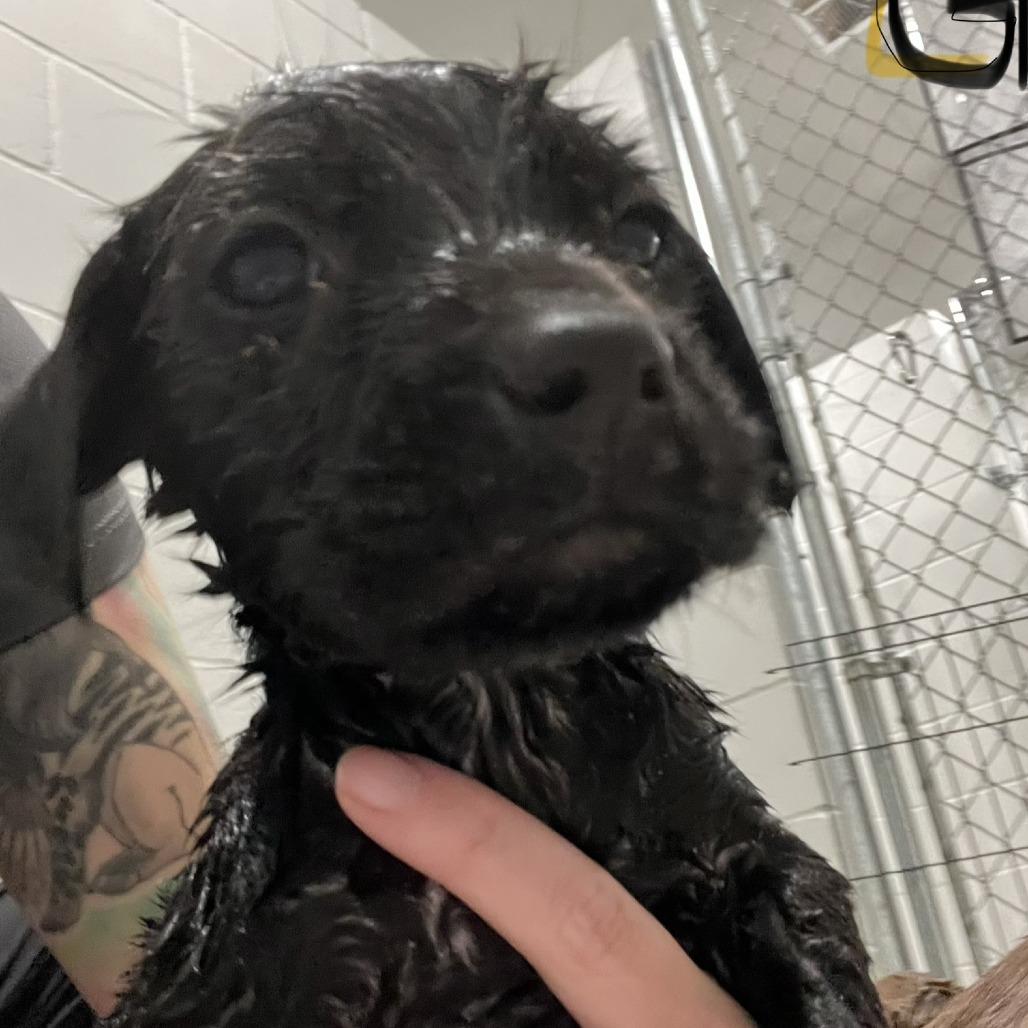 Enlarge Dopey, a Adoptable mixed breed in Richmond Hill, GA image 2/2
