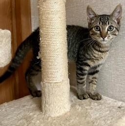 Enlarge Minion, a Adopted Domestic Short Hair in Parsippany, NJ image 1/3