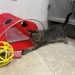 Enlarge Minion, a Adopted Domestic Short Hair in Parsippany, NJ image 2/3