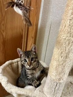 Enlarge Minion, a Adopted Domestic Short Hair in Parsippany, NJ image 3/3
