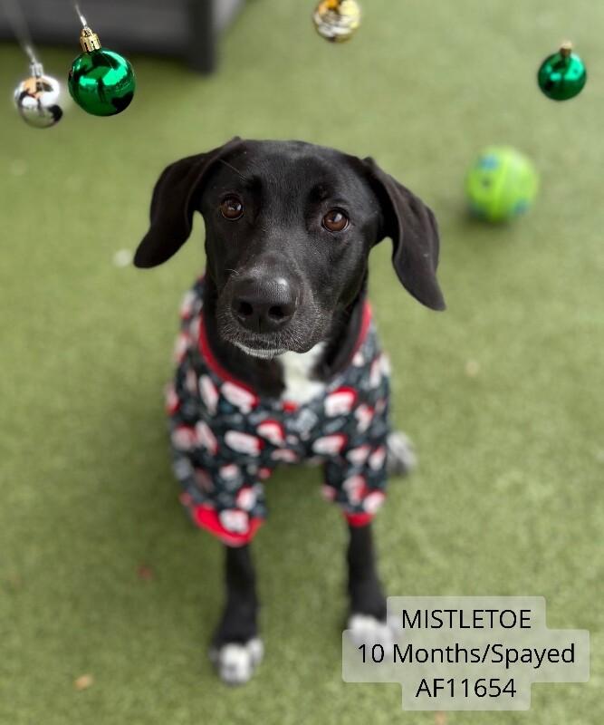 Enlarge Mistletoe, a Adoptable mixed breed in Supply, NC image 1/1