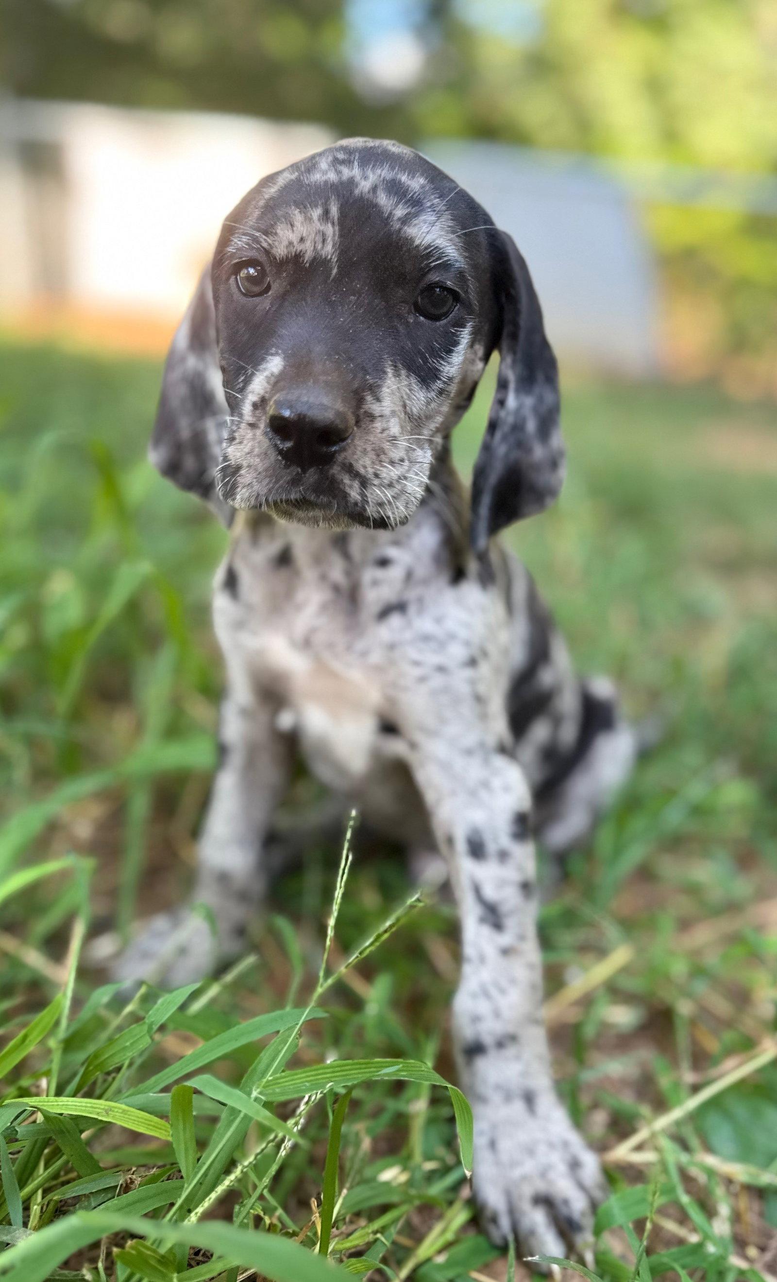 Florian, a Adopted mixed breed in Forest, VA image 1/3