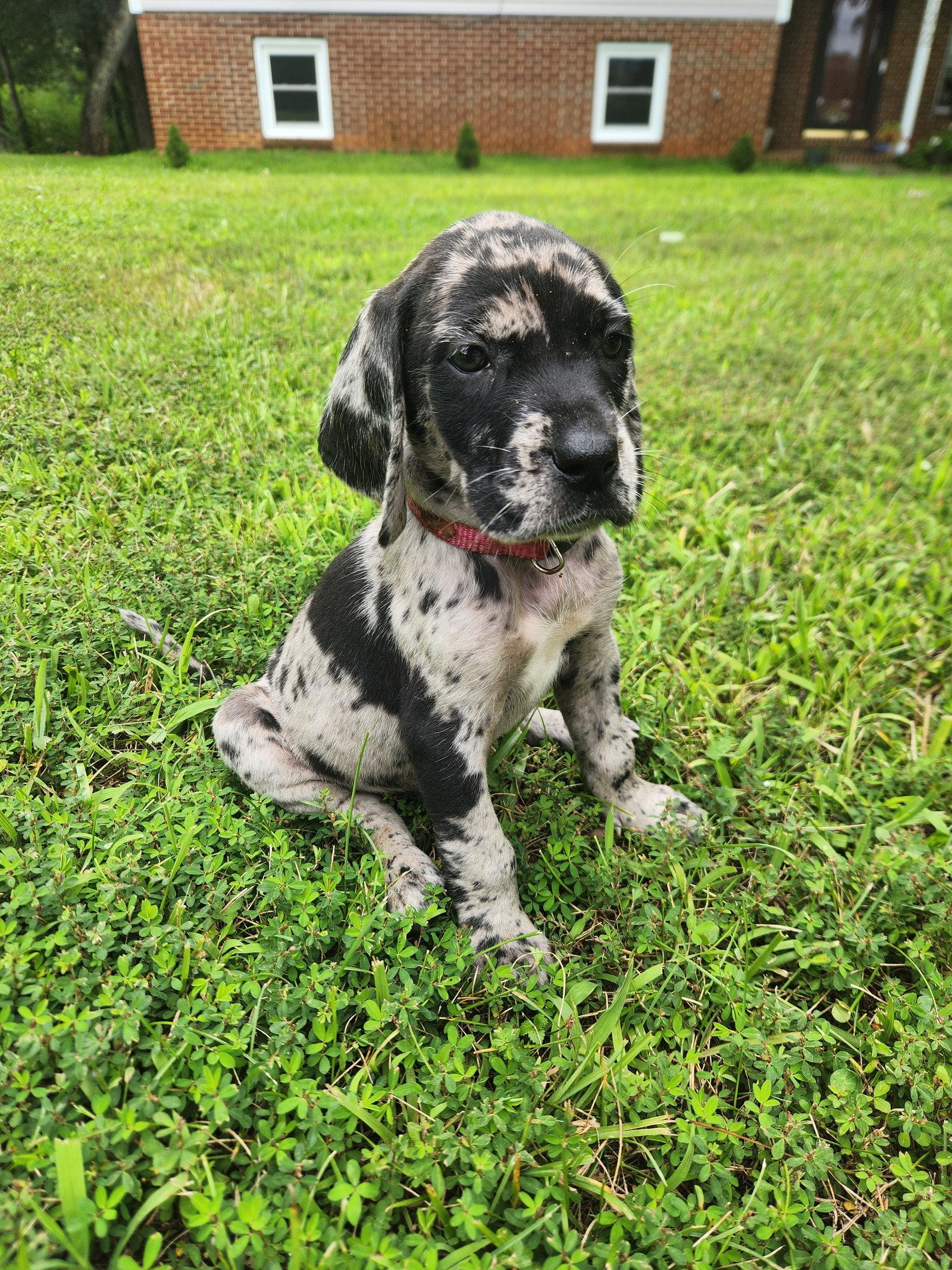 Florian, a Adopted mixed breed in Forest, VA image 2/3