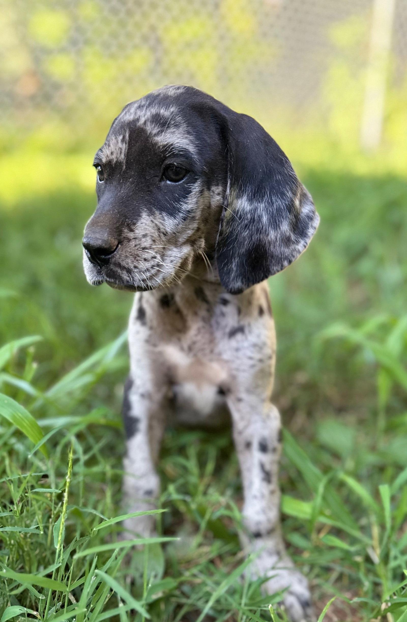 Florian, a Adopted mixed breed in Forest, VA image 3/3