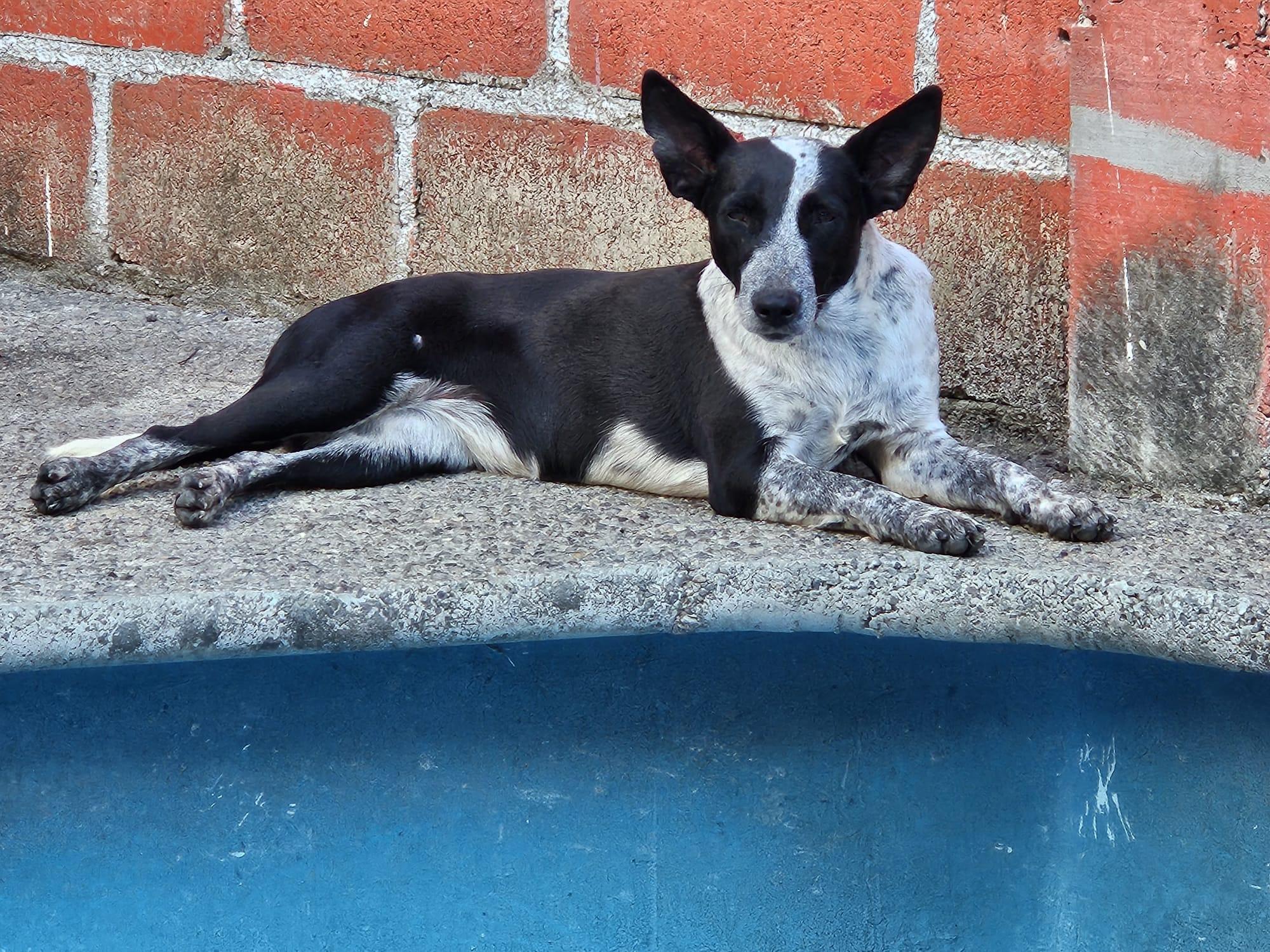 Popeya, Adoptable, Adult Female Australian Cattle Dog / Blue Heeler.