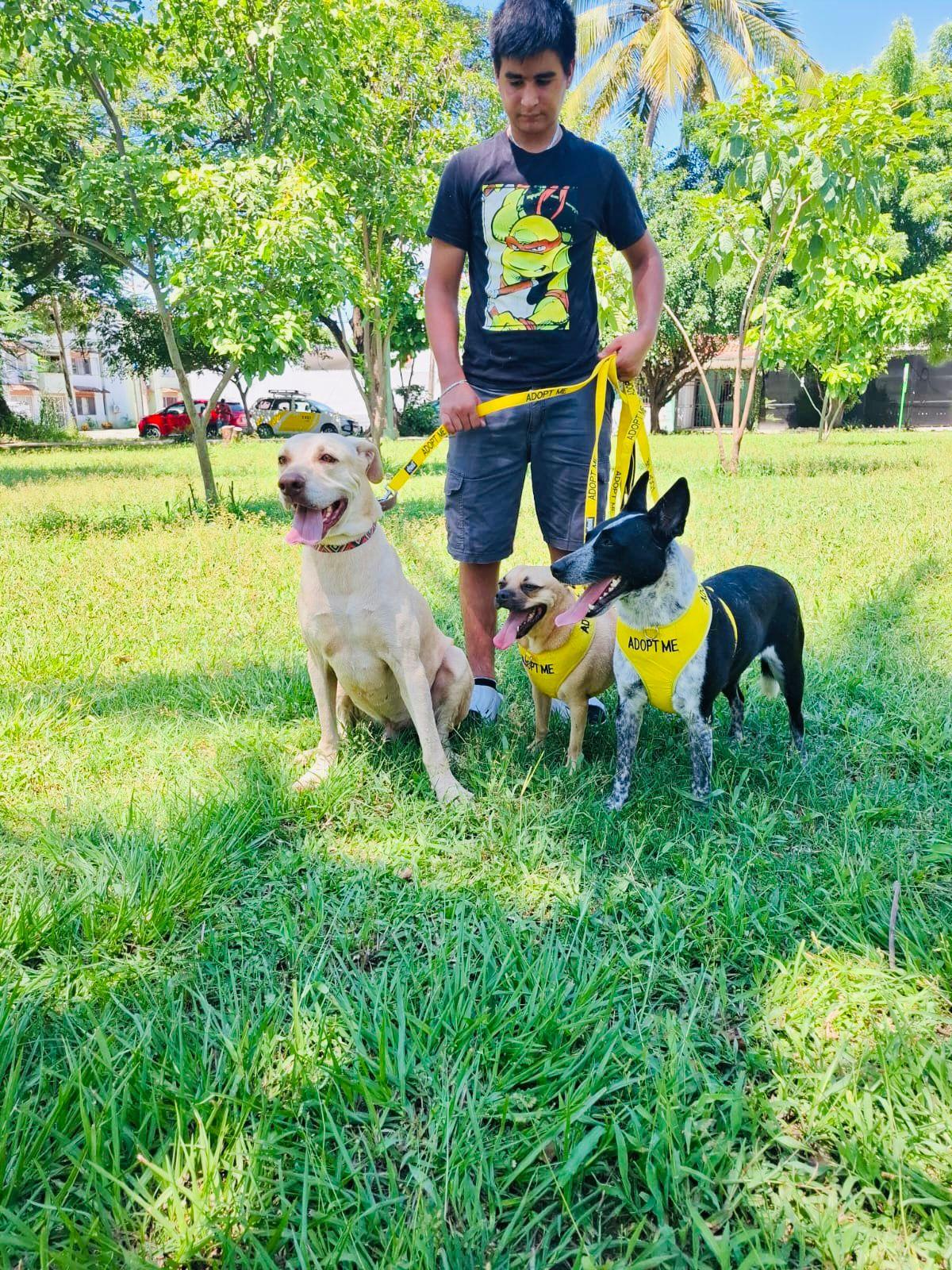 Enlarge Popeya, a Adoptable mixed breed in Vancouver, BC image 4/6