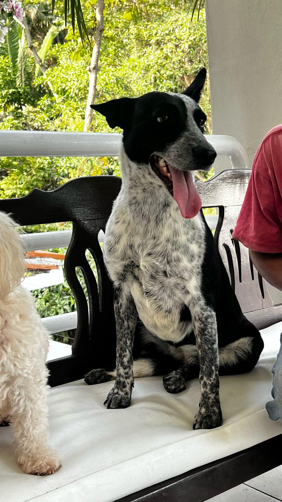 Enlarge Popeya, a Adoptable mixed breed in Vancouver, BC image 5/6