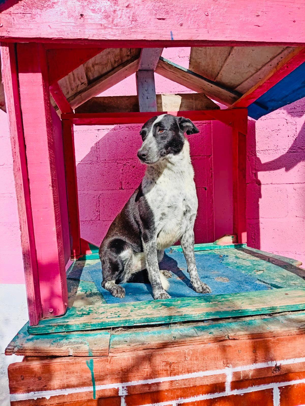 Enlarge Popeya, a Adoptable mixed breed in Vancouver, BC image 6/6