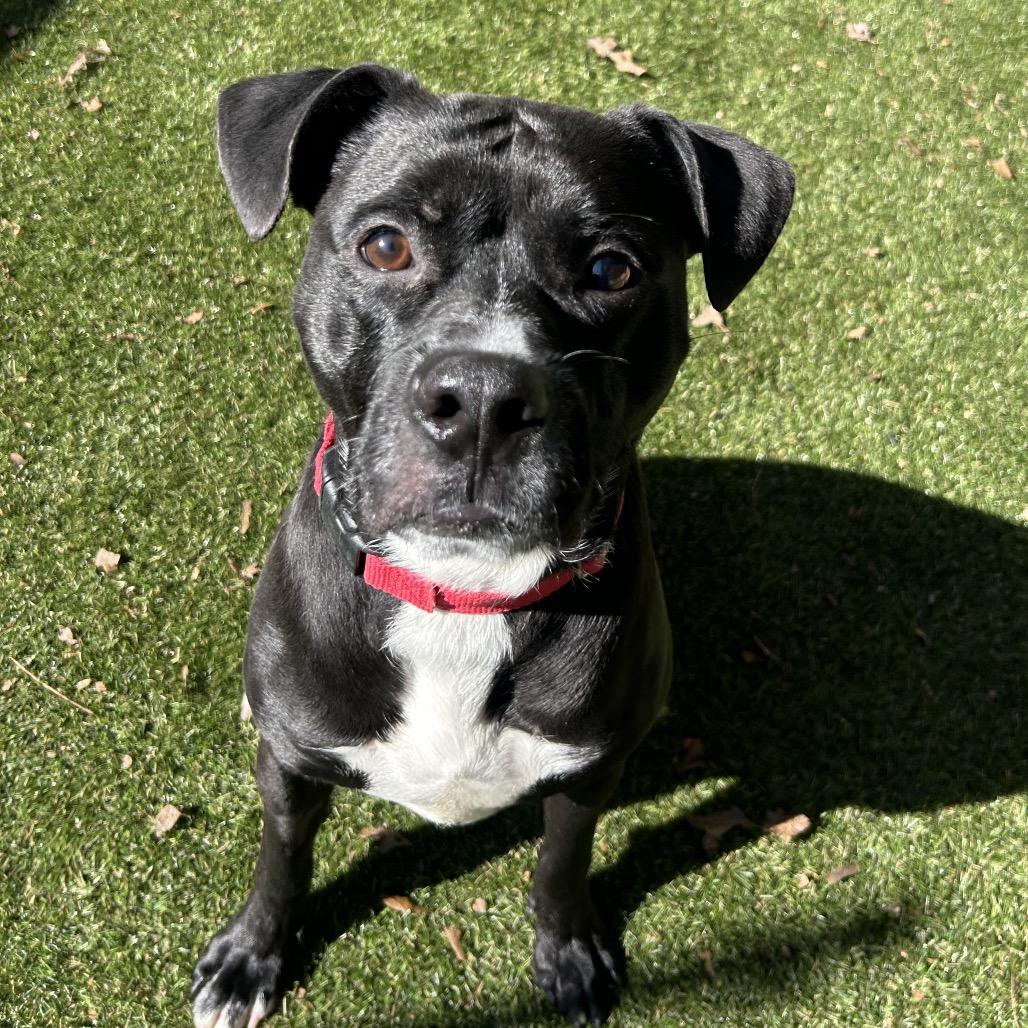 Enlarge Toby Lee, a Adoptable Mixed Breed in Asheville, NC image 1/6