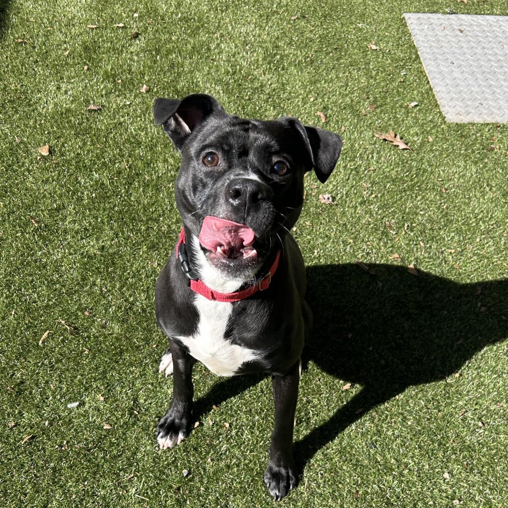 Enlarge Toby Lee, a Adoptable Mixed Breed in Asheville, NC image 2/6