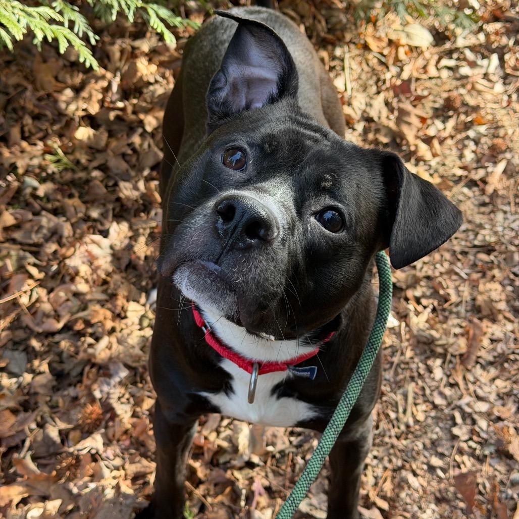 Enlarge Toby Lee, a Adoptable Mixed Breed in Asheville, NC image 3/6