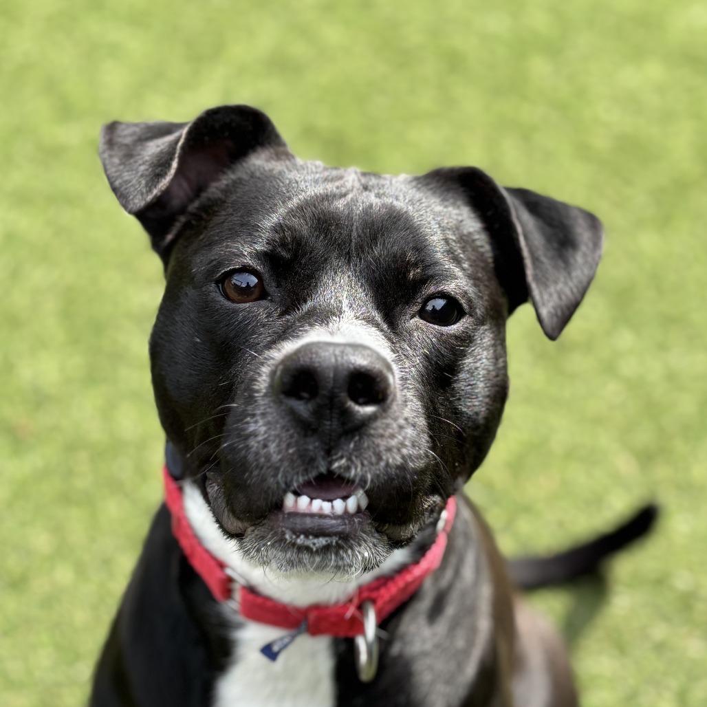 Enlarge Toby Lee, a Adoptable Mixed Breed in Asheville, NC image 4/6