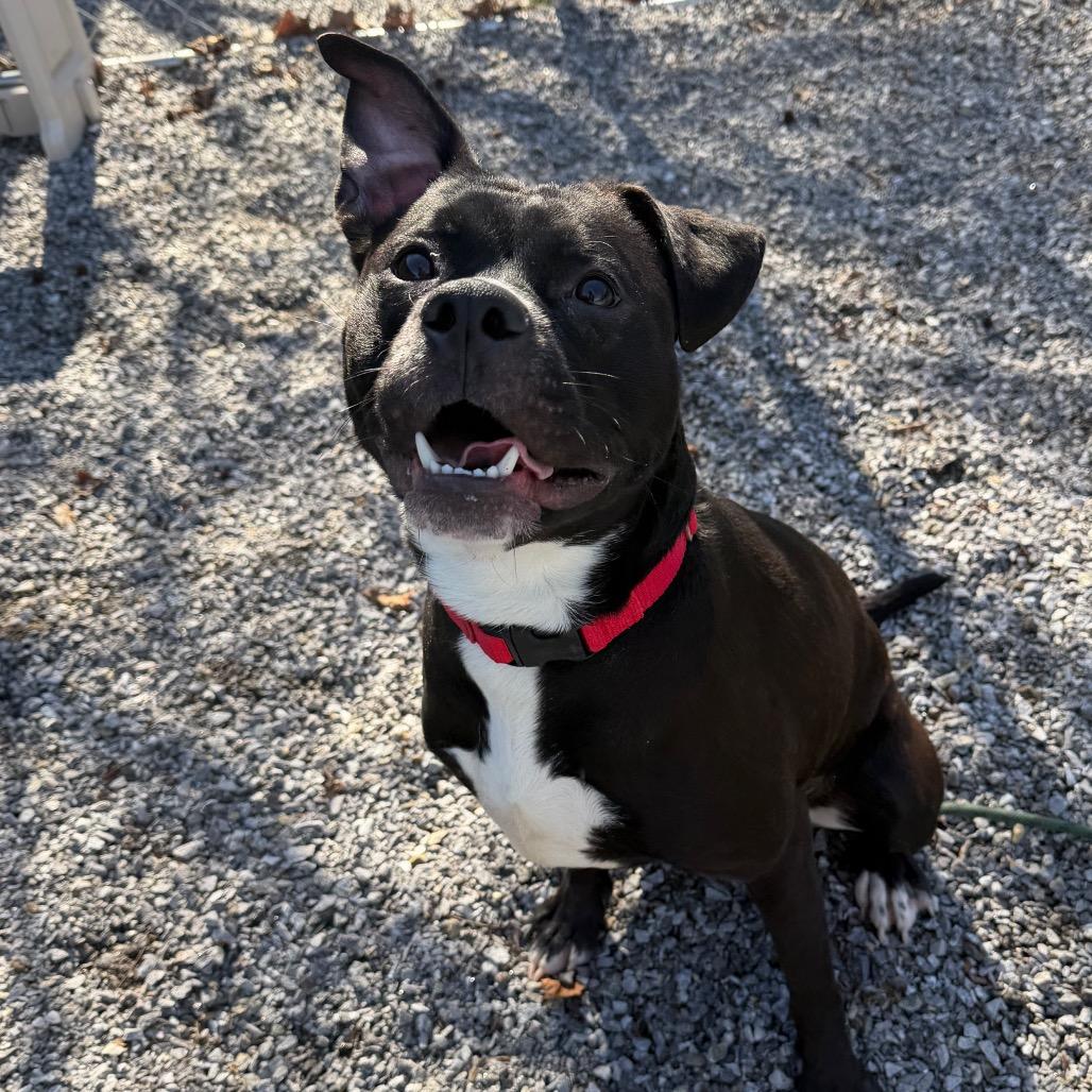 Enlarge Toby Lee, a Adoptable Mixed Breed in Asheville, NC image 5/6