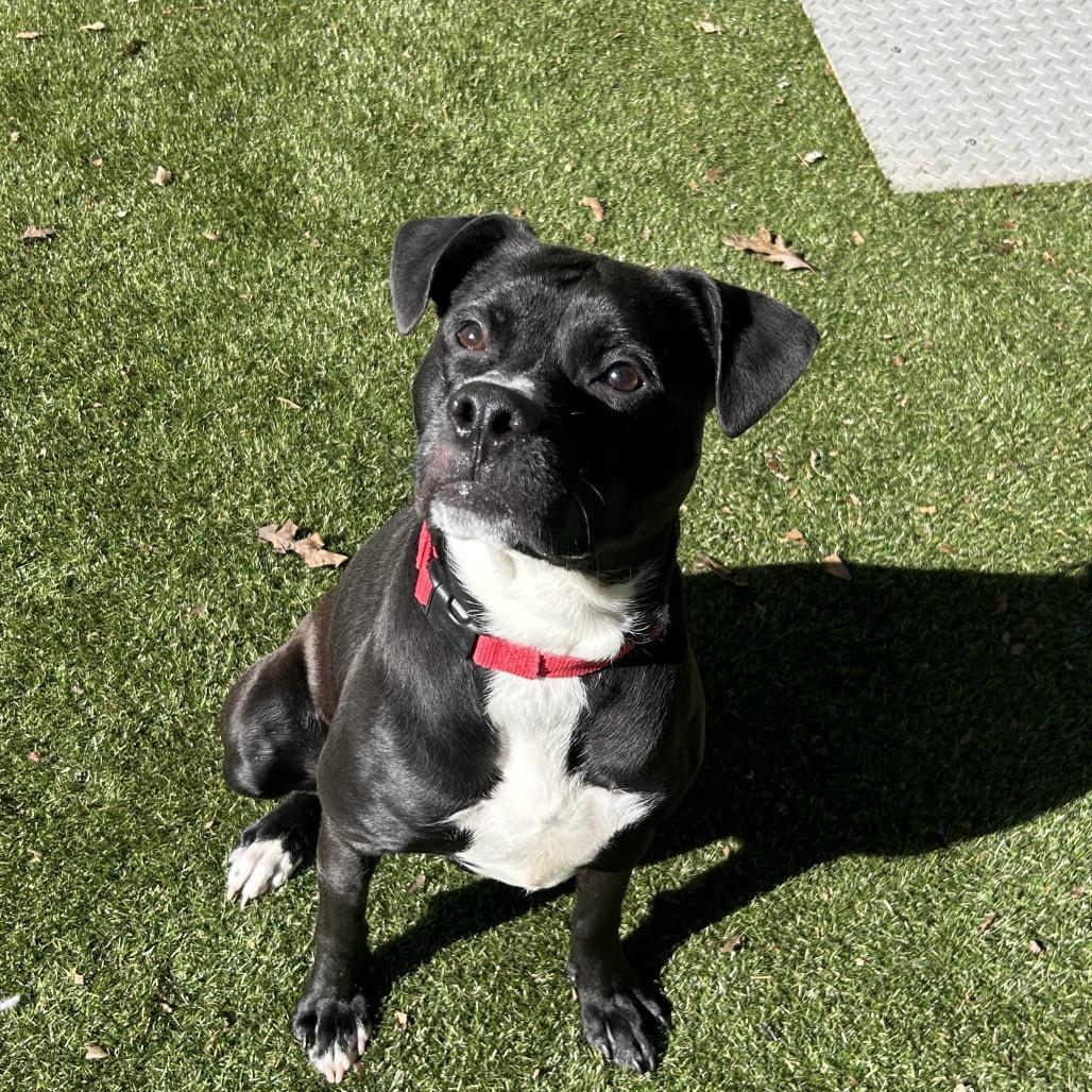 Enlarge Toby Lee, a Adoptable Mixed Breed in Asheville, NC image 6/6