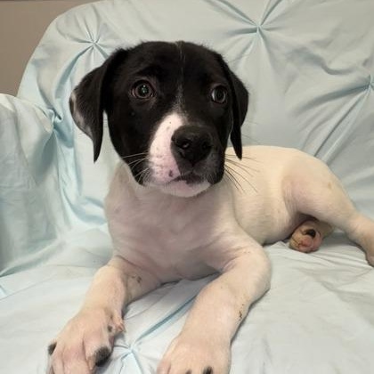 Enlarge Gregory Bridgerton, a Adoptable mixed breed in Lawrenceville, GA image 1/3