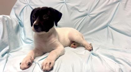 Enlarge Gregory Bridgerton, a Adoptable mixed breed in Lawrenceville, GA image 2/3