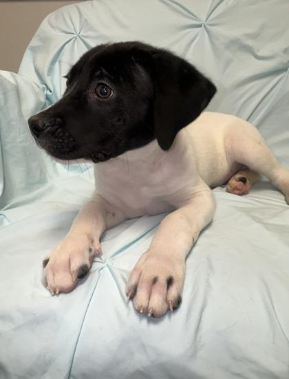 Enlarge Gregory Bridgerton, a Adoptable mixed breed in Lawrenceville, GA image 3/3
