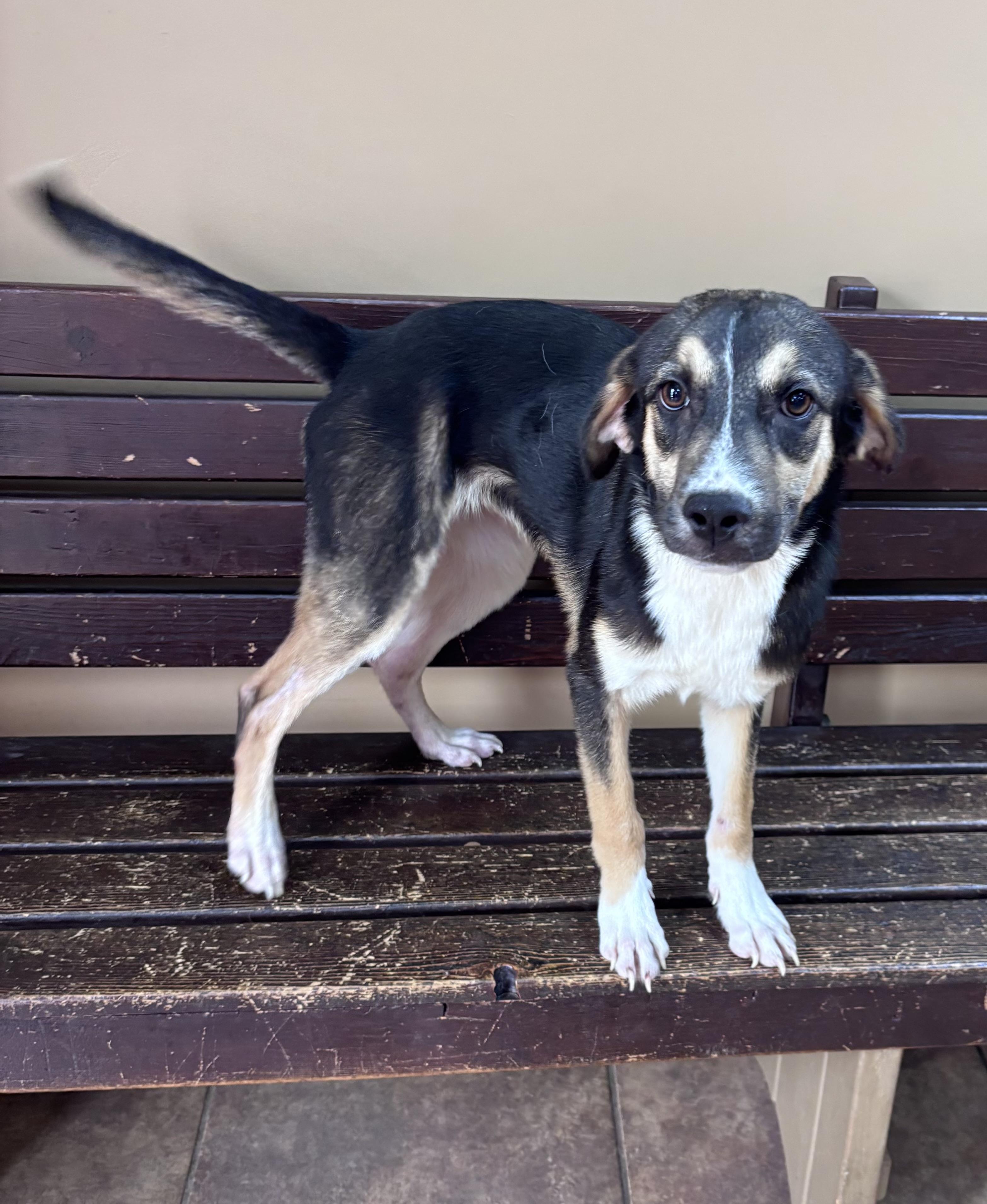 Enlarge Buffy, a Adopted mixed breed in Watertown, CT image 1/2
