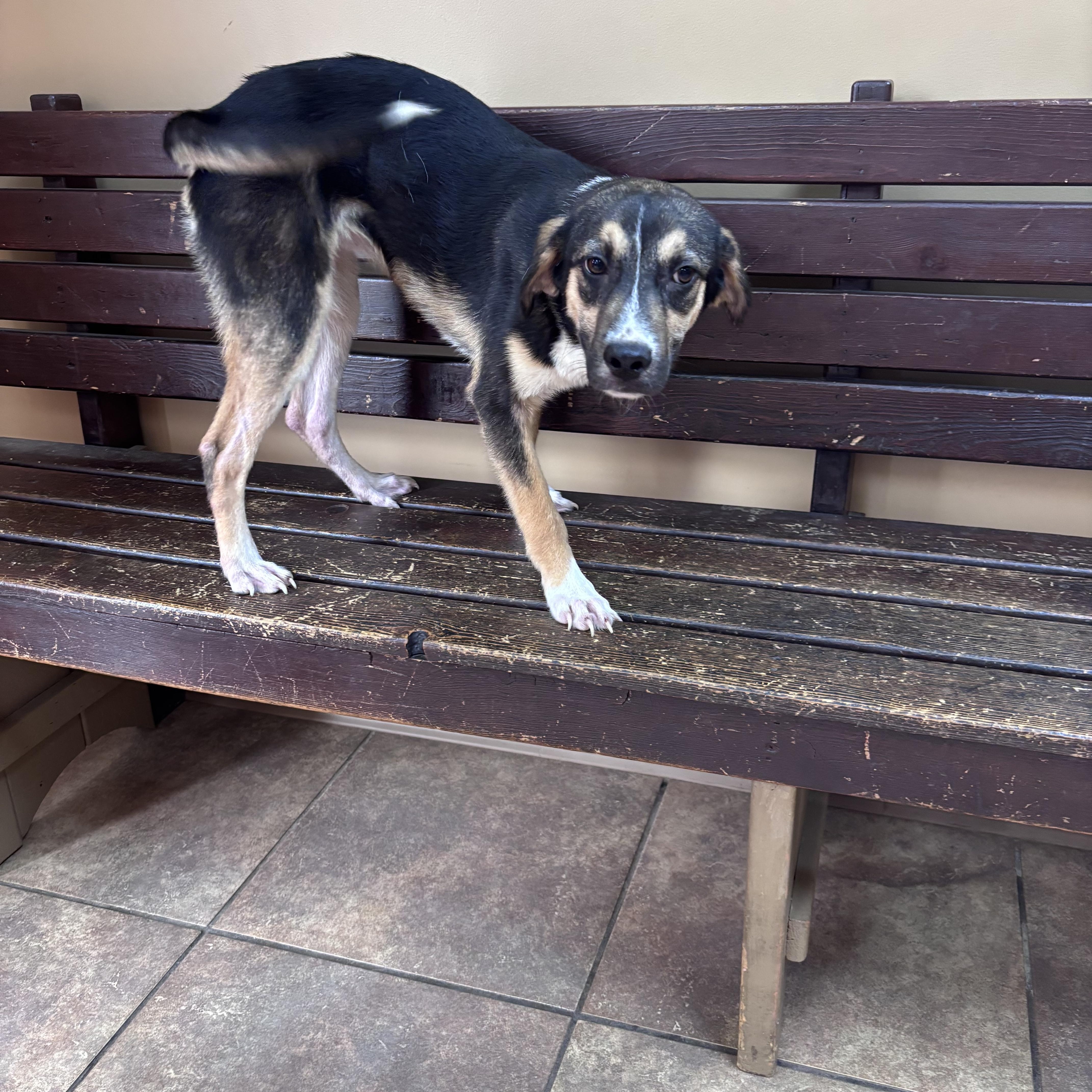 Enlarge Buffy, a Adopted mixed breed in Watertown, CT image 2/2