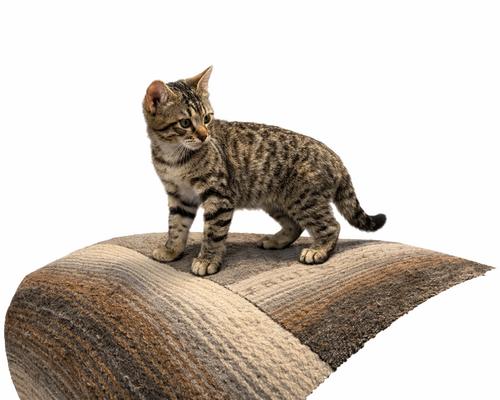 Florida Girl, Adoptable, Kitten Female Domestic Short Hair.