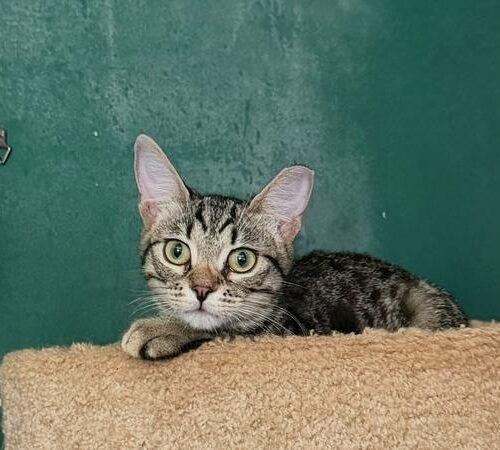 Enlarge Florida Girl, a Adoptable Domestic Short Hair in Tampa, FL image 2/6