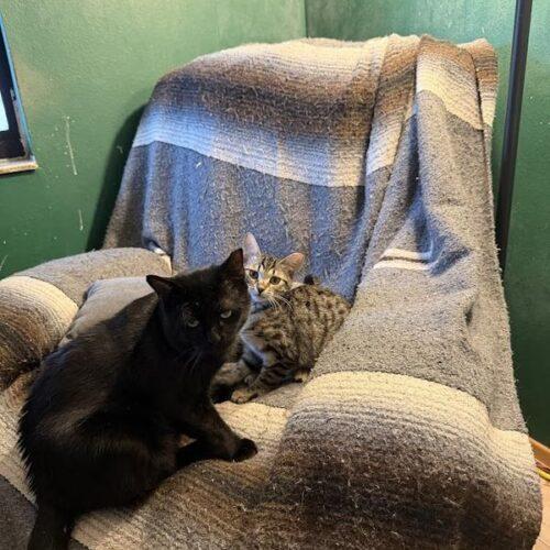 Enlarge Florida Girl, a Adoptable Domestic Short Hair in Tampa, FL image 3/6