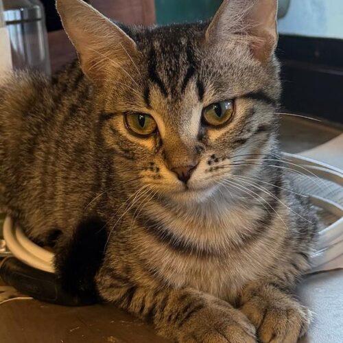Enlarge Florida Girl, a Adoptable Domestic Short Hair in Tampa, FL image 4/6