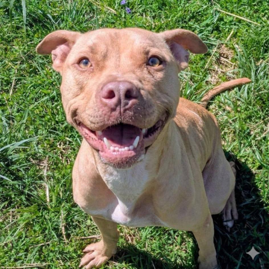 Enlarge Esther, a Adoptable mixed breed in Jeffersonville, IN image 1/5