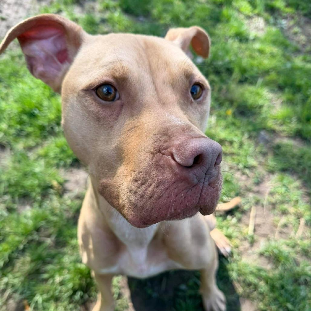 Enlarge Esther, a Adoptable mixed breed in Jeffersonville, IN image 2/5