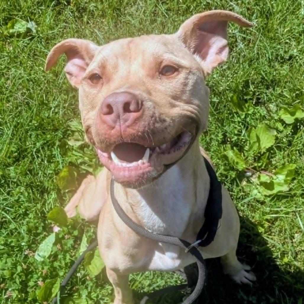 Enlarge Esther, a Adoptable mixed breed in Jeffersonville, IN image 3/6