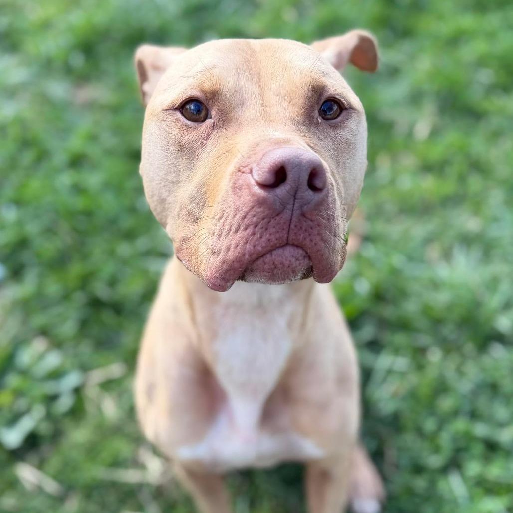 Enlarge Esther, a Adoptable mixed breed in Jeffersonville, IN image 3/5