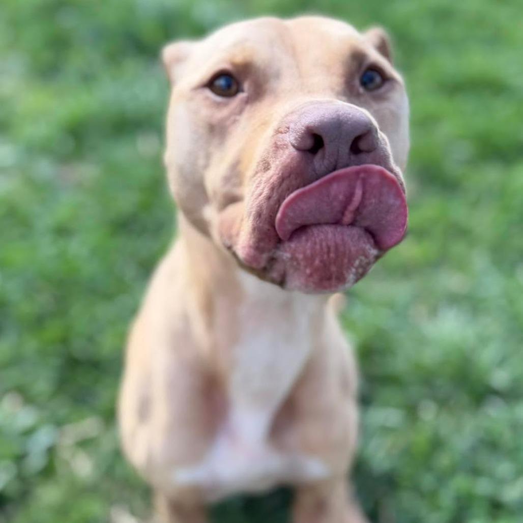 Enlarge Esther, a Adoptable mixed breed in Jeffersonville, IN image 4/5