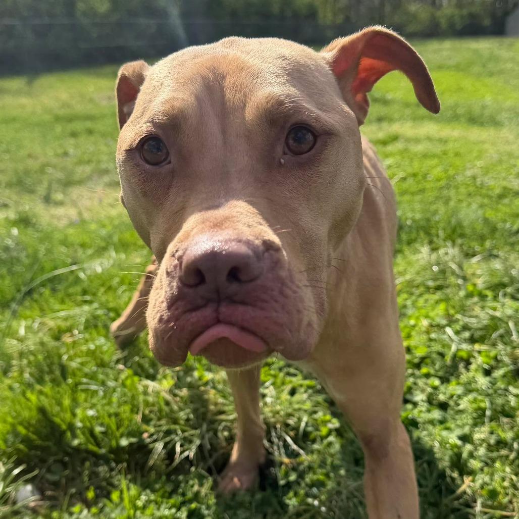 Enlarge Esther, a Adoptable mixed breed in Jeffersonville, IN image 5/5