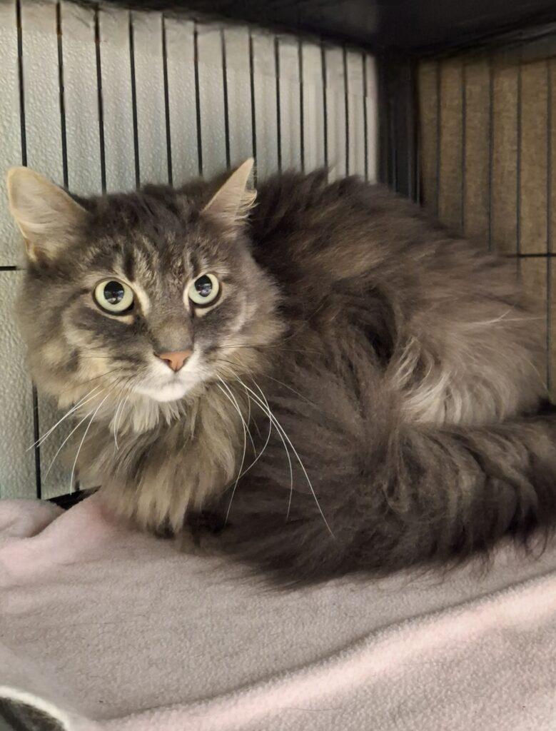 Enlarge PEPPER, a ADOPTABLE Domestic Long Hair in Ironwood, MI image 1/2