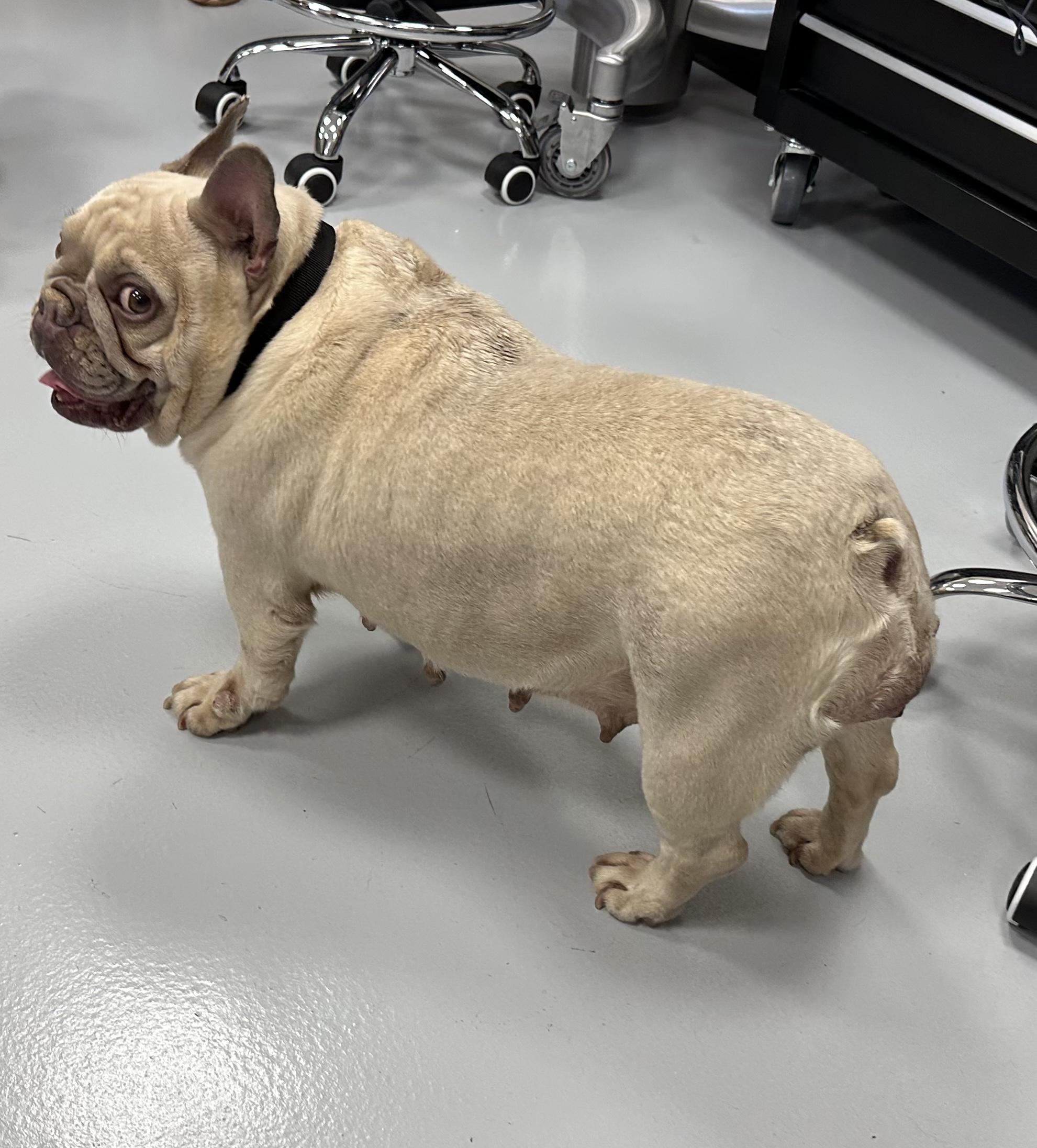 Betty, a ADOPTABLE French Bulldog in Stamford, CT image 2/3
