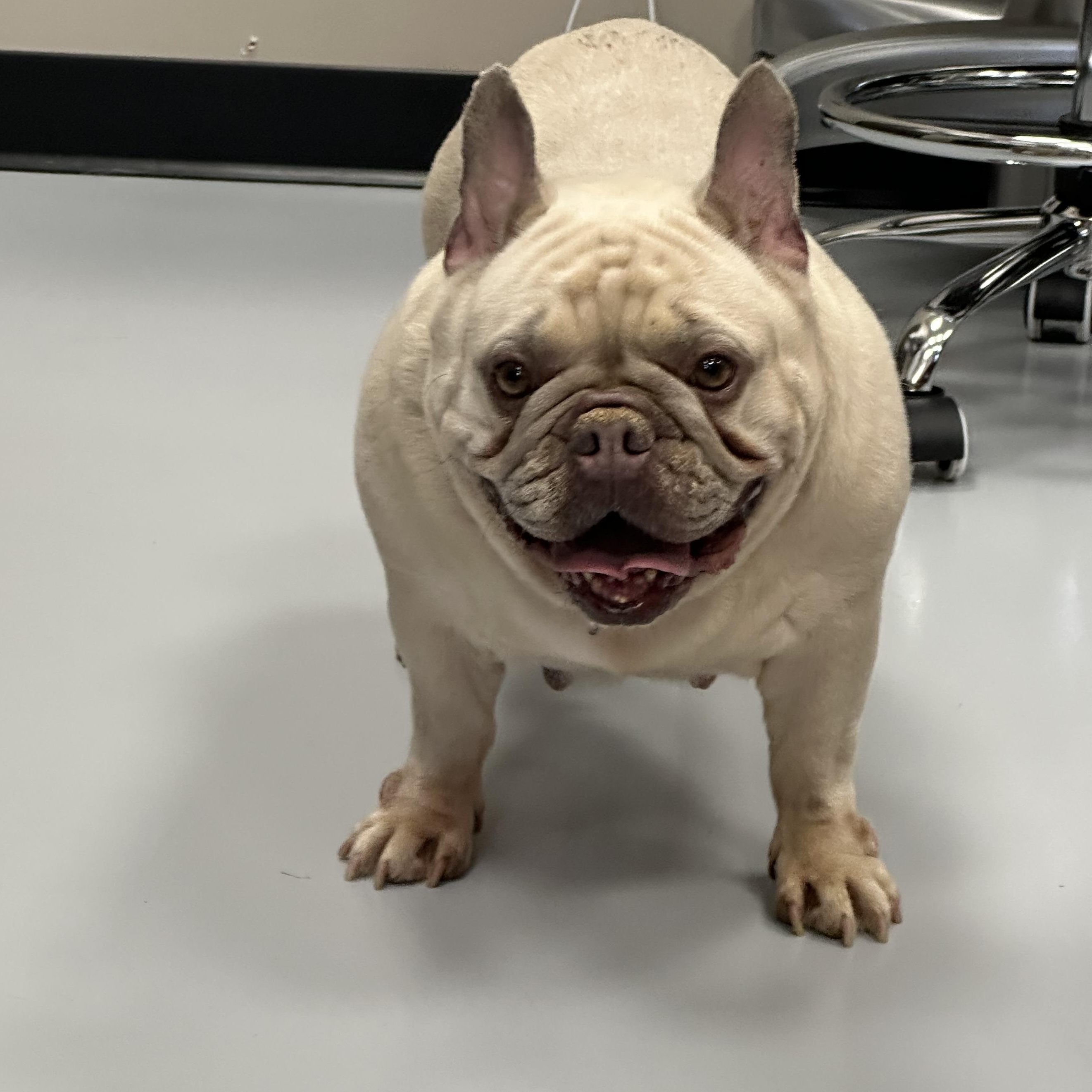 Betty, a ADOPTABLE French Bulldog in Stamford, CT image 3/3