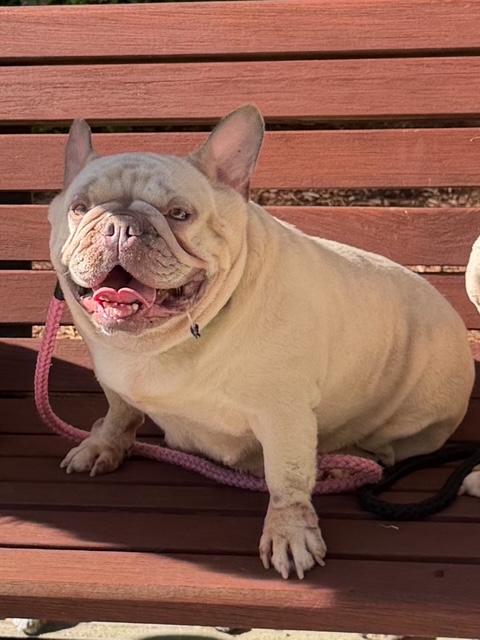 Betty, ADOPTABLE, Senior Female French Bulldog.