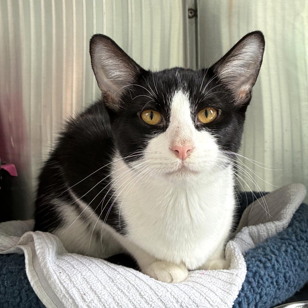 Softie, Adoptable, Young Male Domestic Short Hair.