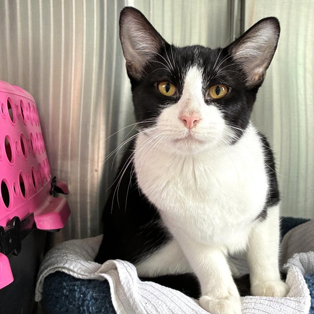 Enlarge Softie, a Adoptable Domestic Short Hair in Skokie, IL image 2/4