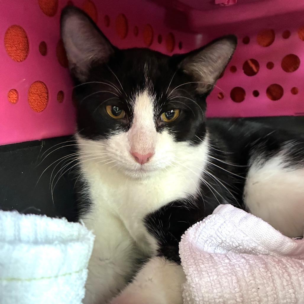 Enlarge Softie, a Adoptable Domestic Short Hair in Skokie, IL image 3/4