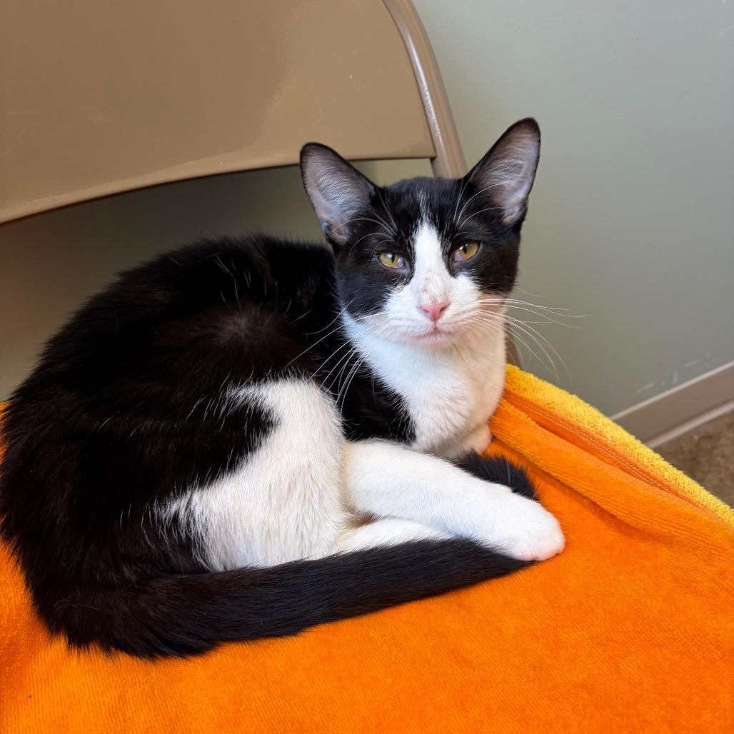 Enlarge Softie, a Adoptable Domestic Short Hair in Skokie, IL image 4/4