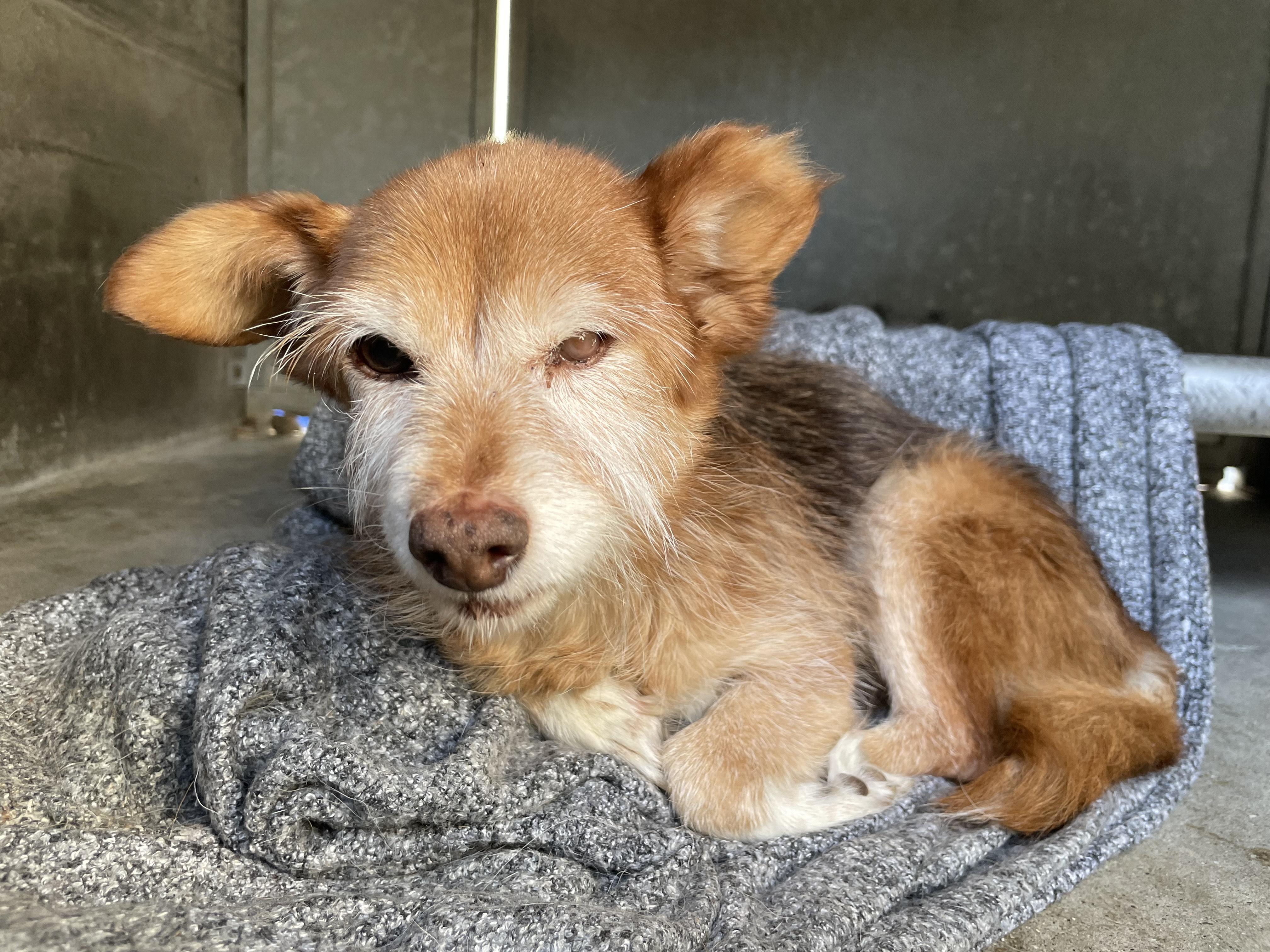 Enlarge Gingerbread, a Adoptable mixed breed in Los Angeles, CA image 1/5