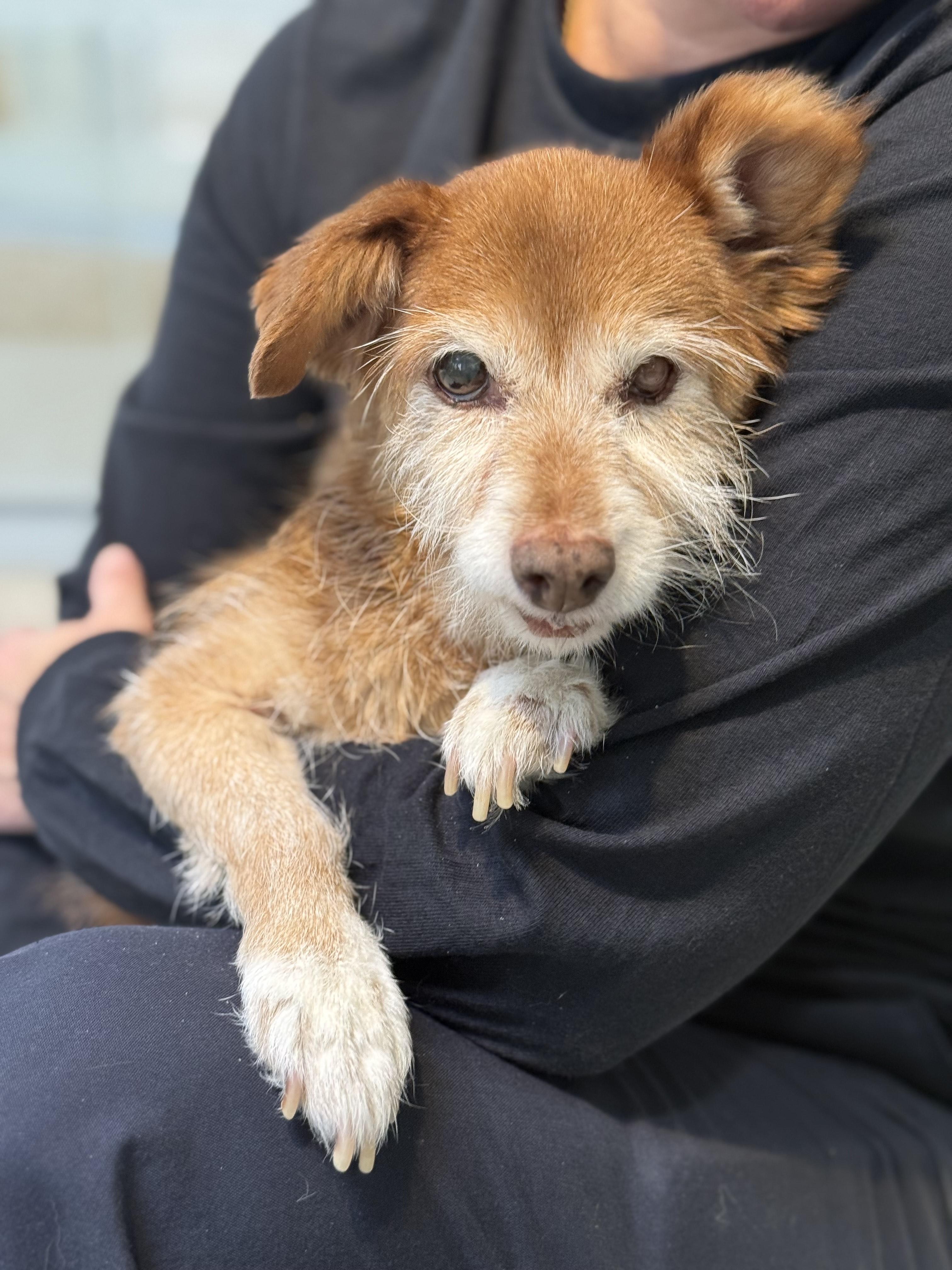 Gingerbread, Adoptable, Senior Female Yorkshire Terrier & Dachshund.