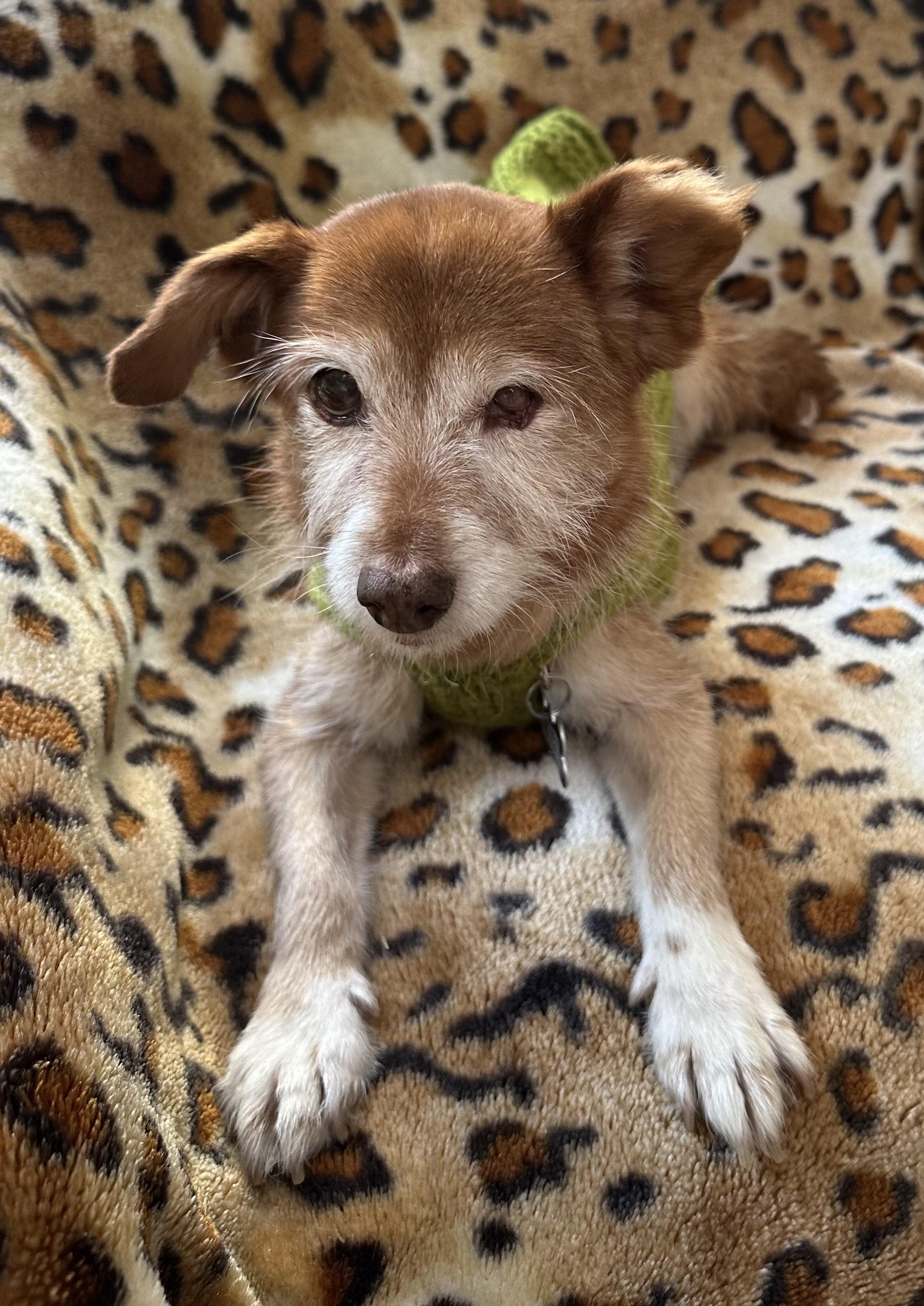Enlarge Gingerbread, a Adoptable mixed breed in Los Angeles, CA image 3/5