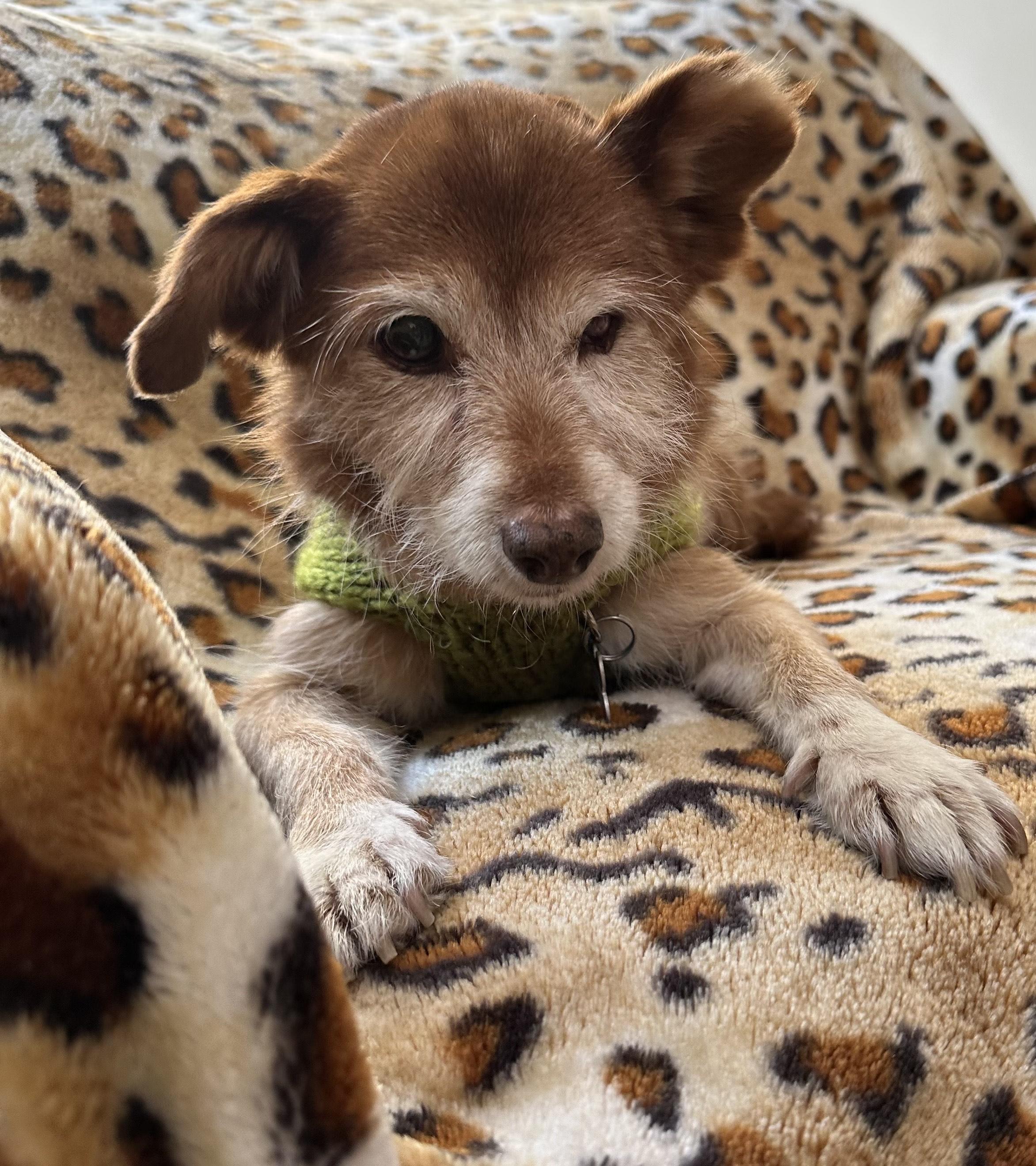 Enlarge Gingerbread, a Adoptable mixed breed in Los Angeles, CA image 4/5