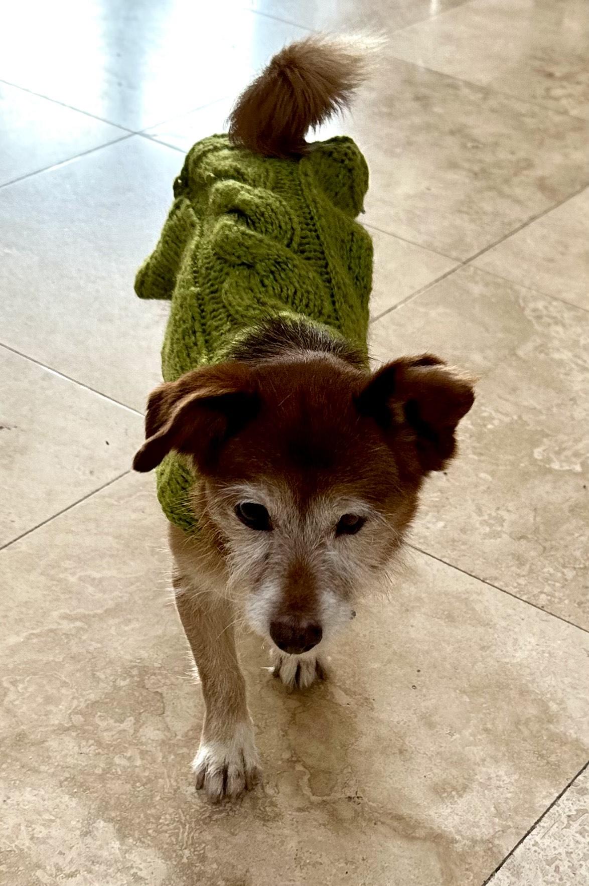 Enlarge Gingerbread, a Adoptable mixed breed in Los Angeles, CA image 5/5
