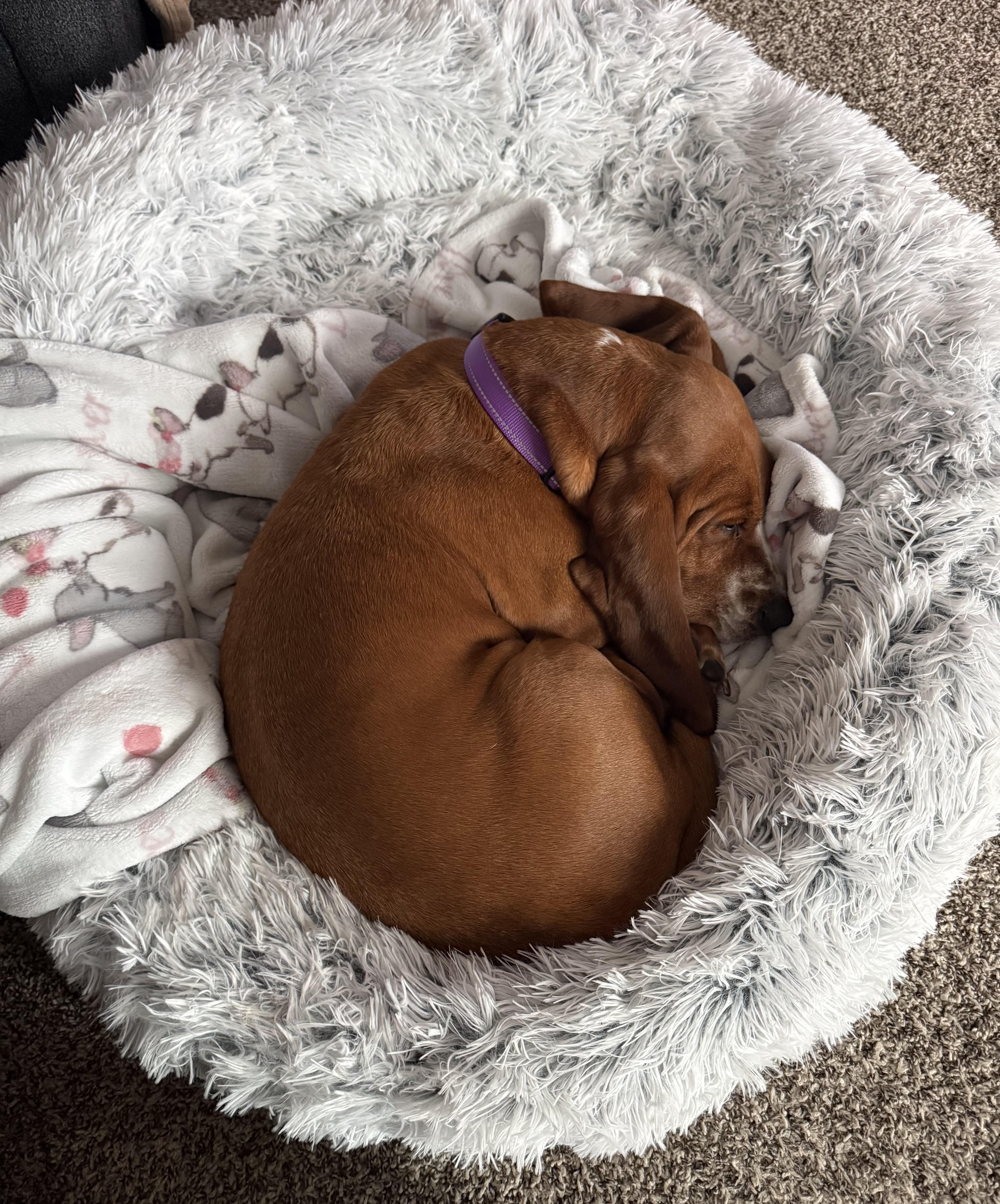 Rosie — thumbnail 2